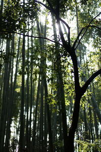 Low angle view of bamboo trees in forest