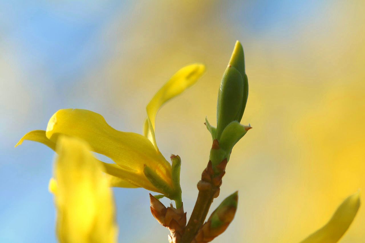 growth, nature, plant, freshness, beauty in nature, flower, close-up, yellow, no people, fragility, outdoors, flower head, day