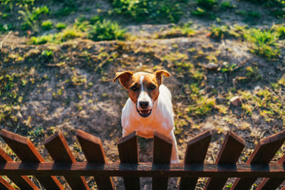Portrait of dog standing on fence
