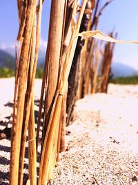 Close-up of wood on beach against sky