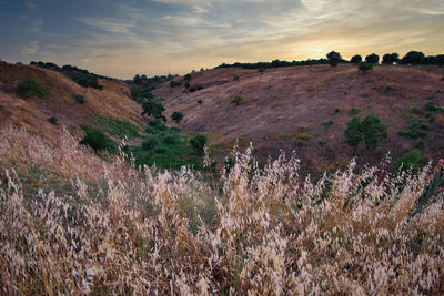 Scenic view of field against sky during sunset