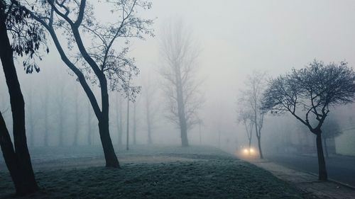 Bare trees in foggy weather