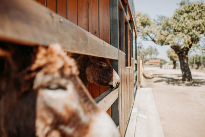 View of a horse