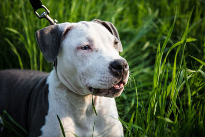 Close-up of dog looking away