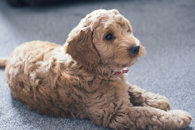 Close-up of dog sitting