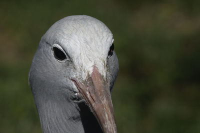 Close-up of a bird