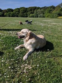 View of a dog on landscape