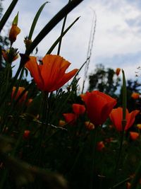 Close-up of red poppy flower