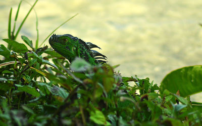 High angle view of iguana on riverbank