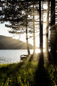 Scenic view of lake in forest