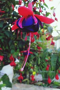 Close-up of red flowers blooming outdoors