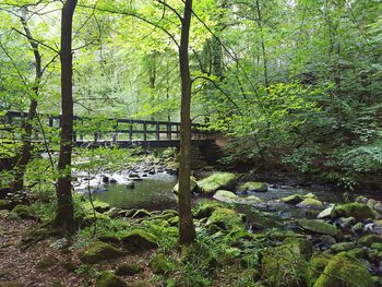 Plants and trees in forest