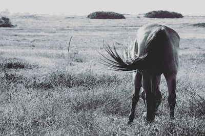 Horse grazing on field