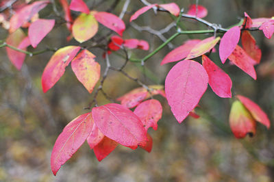 Close-up of pink bougainvillea on tree