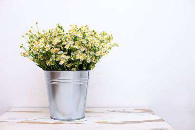 Close-up of potted plant on table against wall