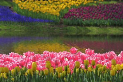 Close-up of tulip flowers by lake