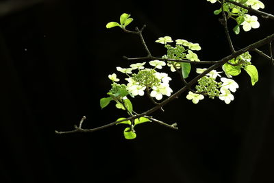Close-up of fresh green plant