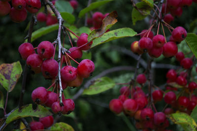 Close-up of red berries growing on tree