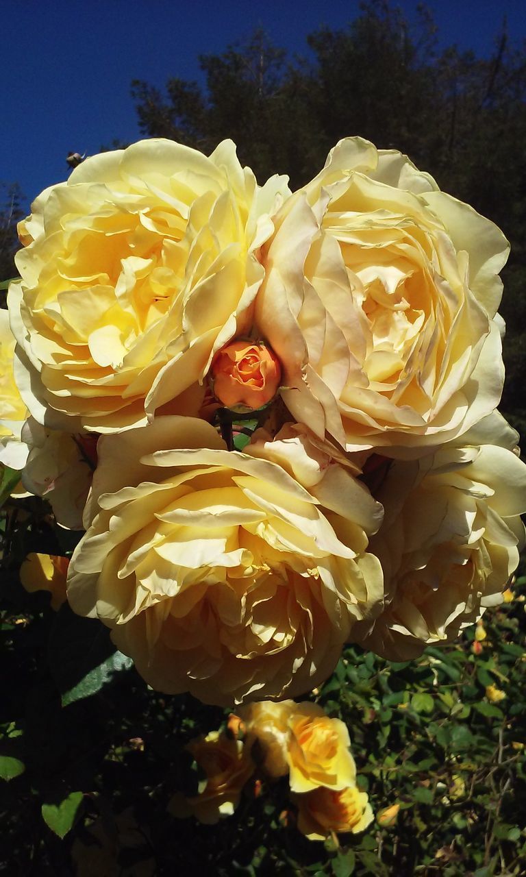 CLOSE-UP OF YELLOW ROSE FLOWER IN BLOOM