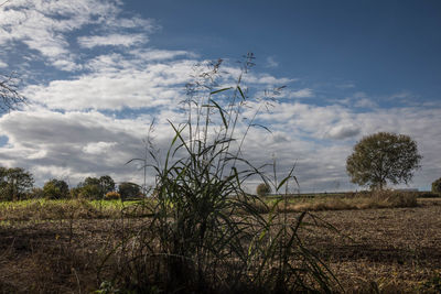 Scenic view of field against sky