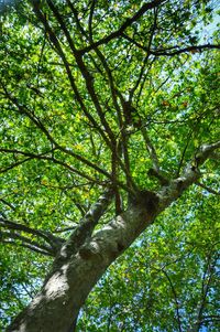 Low angle view of trees