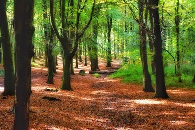 Trees in forest