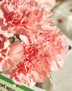 Close-up of pink flowers