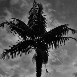 Low angle view of palm trees against cloudy sky