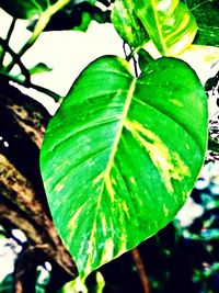 Close-up of raindrops on leaf