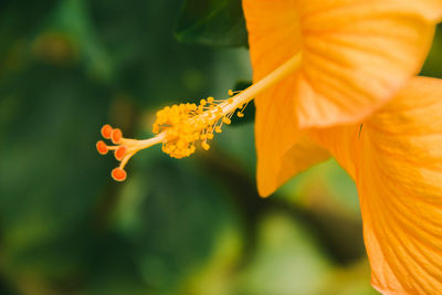 Close-up of orange flowering plant