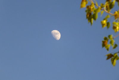 Low angle view of moon against blue sky