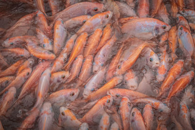 Close up of fish in a fish farm