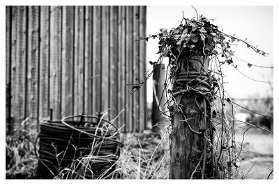 Close-up of plant growing on field