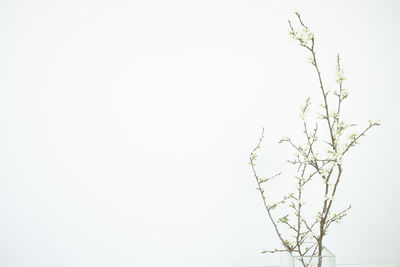 Low angle view of bare tree against clear sky