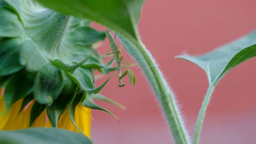 Close-up of grasshopper on plant