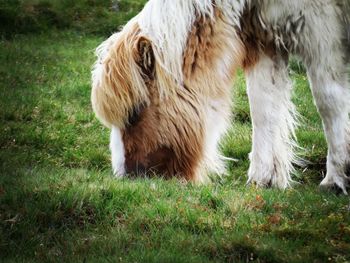 Close-up of dog on field