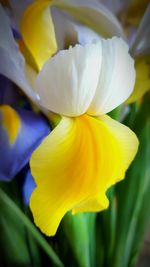 Close-up of day lily blooming outdoors