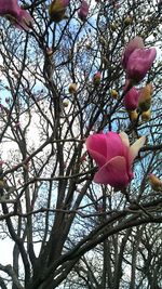 Low angle view of flower trees against sky