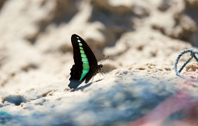 Close-up of butterfly on ground