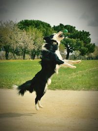 Full length of a dog running on field