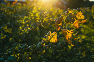 Close-up of plant on land during sunset