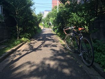 Bicycle parked by tree in city