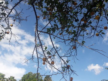 Low angle view of tree against sky