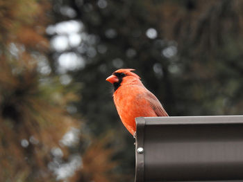 Close-up of bird perching