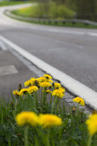 Close-up of yellow flowers