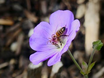 Close-up of insect on purple flower