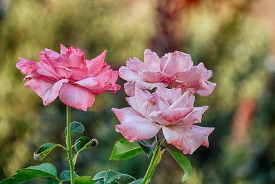 Close-up of pink flowering plant