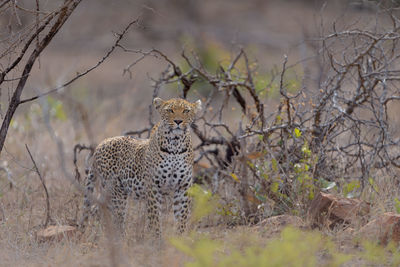 View of a cat on field