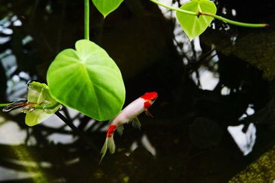 Close-up of red leaves floating on water