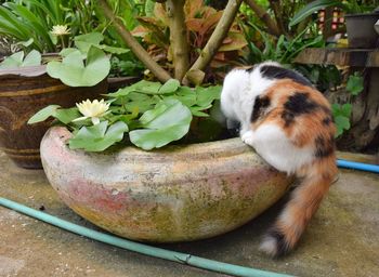 High angle view of cat by potted plants